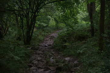 brecon beacons forest waterfalls