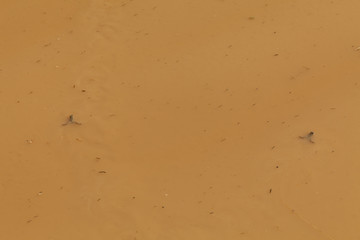 Amphibian behavior in brown water puddle background.