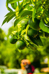 Fruit trees in Zamora Spain