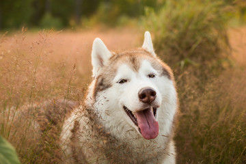 Close-up Portrait of lovely beige and white siberian husky dog with brown eyes lying in the grass at sunset