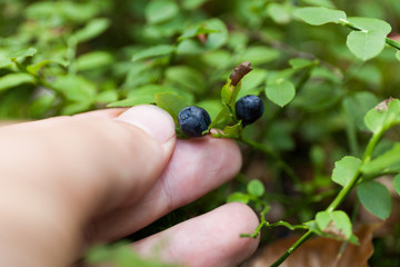 Wild nature antioxidant blueberry bush, bilberry bunch.
