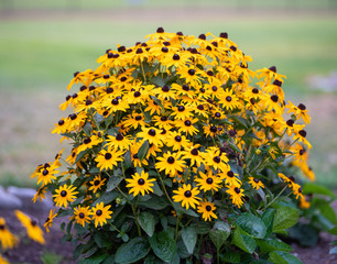 Black-eyed Susan (Rudbeckia hirta) flowering bush, state flower of Maryland. - obrazy, fototapety, plakaty