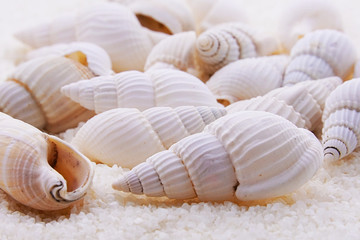 Close up sea shells on the beach.