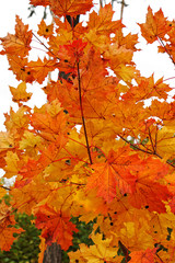 Beautiful autumn golden forest