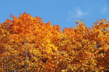 Beautiful autumn golden forest