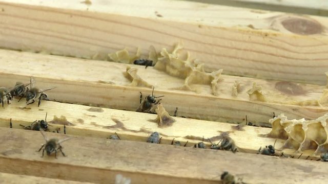 The beekeeper gets a frame with honey from the Uli