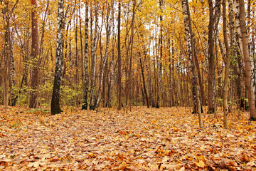 Beautiful autumn golden forest