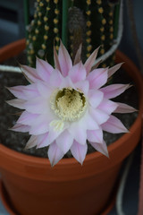 bright pink tender flower of cactus in hot summer, Echinopsis spachiana during flowering also...