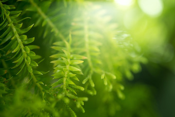 green leaf closeup on blurred green background