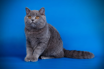 British shorthair cat on colored background