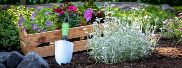 Gardening. Crate Full of Gorgeous Plants Ready for Planting In Garden. Spring Garden Works Concept....