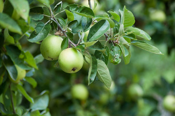 closeup of yellow apple in apple tree in a garden