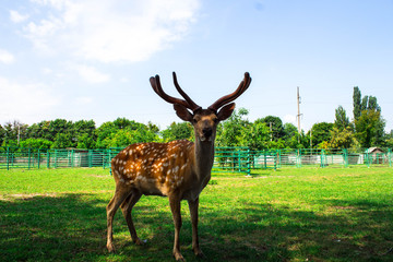 Naklejka premium a beautiful spotted dear in the zoo