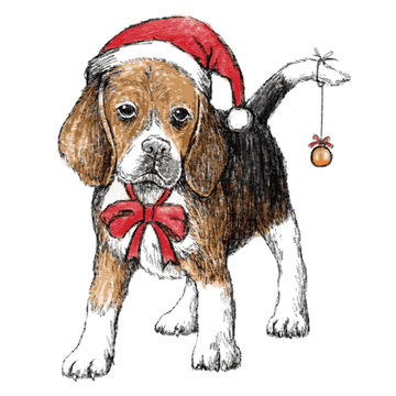 Beagle With Christmas Hat