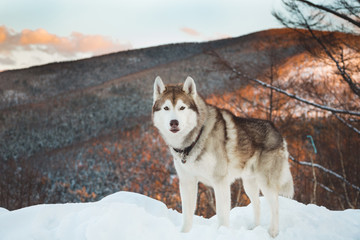 Portrait of Husky dog standing in the winter forest at sunset on the snow on mountain background