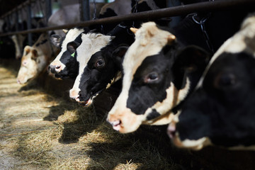 Obraz na płótnie Canvas Long row of dairy black and white cows eating fresh hay in contemporary farm