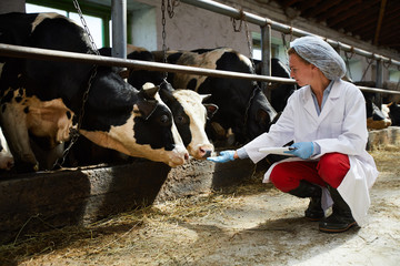 Fototapeta na wymiar Young professional armer in uniform squatting by cowshed and stretching her hand to milk cows