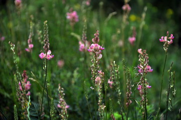 In a meadow bloom sainfoin