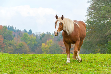 Red Chestnut Horse in an Alpine Fall Field