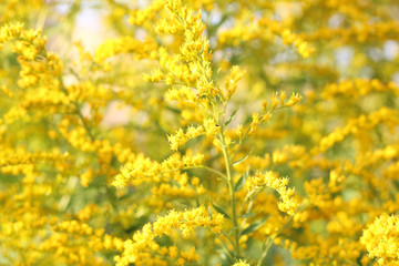 Rays of the setting sun on yellow flowers- meadow flowers