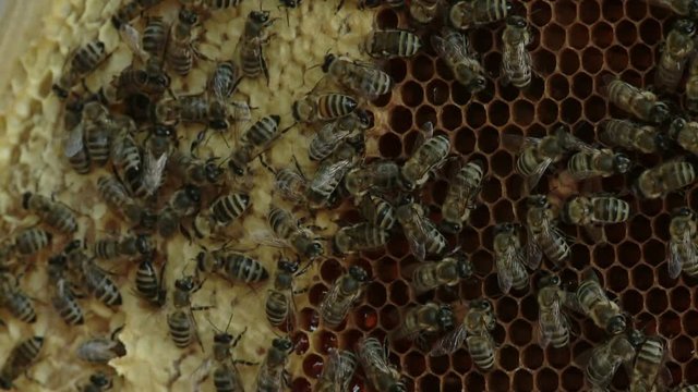The beekeeper gets a frame with honey from the Uli