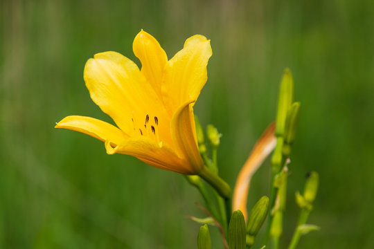 ユウスゲ の画像 252 件の Stock 写真 ベクターおよびビデオ Adobe Stock