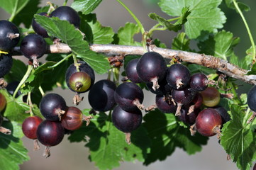 Branch of bush yoshta with berries