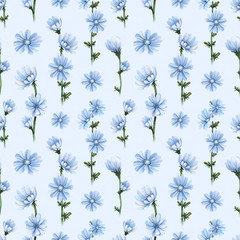 Watercolor illustrations of chicory flowers. Seamless pattern