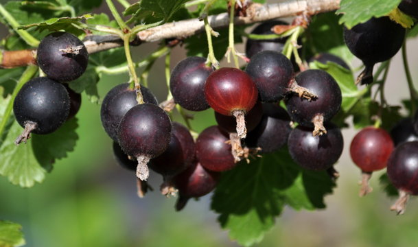 Branch of bush yoshta with berries