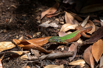 Lizard in a ruin of Rome