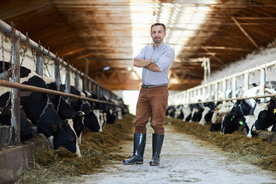 Young man with his arms crossed on ches standing by stable of dairy cows in kettlefarm