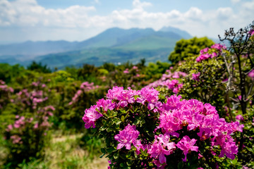 ミヤマキリシマ　経塚山
