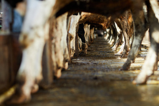View of cow legs standing in row in stable and forming long tunnel