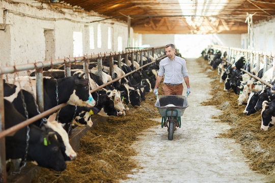 Young farmer with cart walking along two cow stables looking after livestock