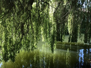 Neckar, Trauerweise, Fluss, wasser, Natur