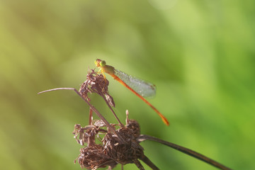 Insects in Vietnam