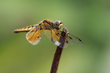 Insects in Vietnam