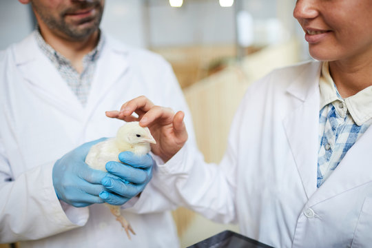 Young researcher touching cute chick from new breed while carrying out scientific study