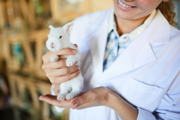 Cute white little rabbit in hands of young contemporary agroengineer in whitecoat