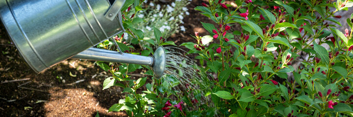 Watering flowerbed using watering can. Gardening hobby concept banner. © andreaobzerova