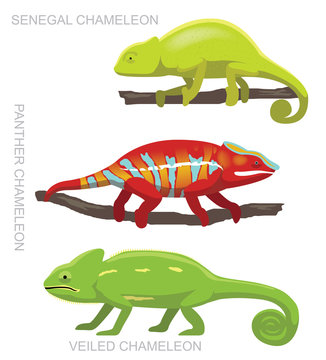 Lizard Veiled Chameleon Set Cartoon Vector Illustration