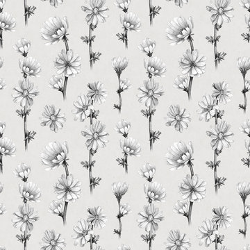 Drawings of chicory flowers. Seamless pattern