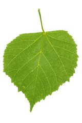 Green linden leaf