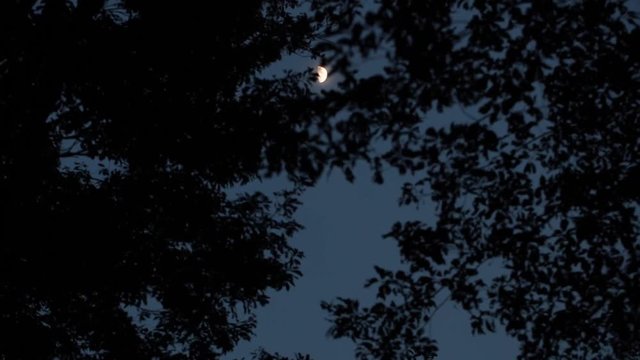half moon and woods in the dark 1 (bottom to center)　黄色い月と夜の森と風（月を見上げる）