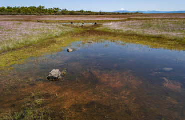seasonal vernal pools and wildflowers on lower table rock plateau in southern oregon with mt mcloughlin in the background