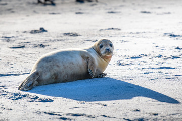 Atlantic Grey Seal Pup on Sandy Beach/Atlantic Grey Seal Pup/Atlantic Grey Seal Pup (Halichoerus Grypus)