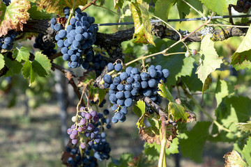 green ripe grapes in the vineyard