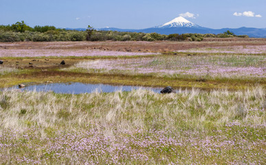 seasonal vernal pools and wildflowers on lower table rock plateau in southern oregon with mt mcloughlin in the background