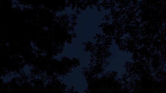 half moon and woods in the dark 6 (top to bottom)　月と夜の森（上から下へ）