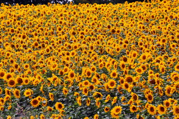 Summer landscape with sunflowers in the field